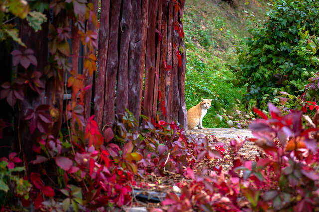 Гостиница Эхо Белокуриха-137