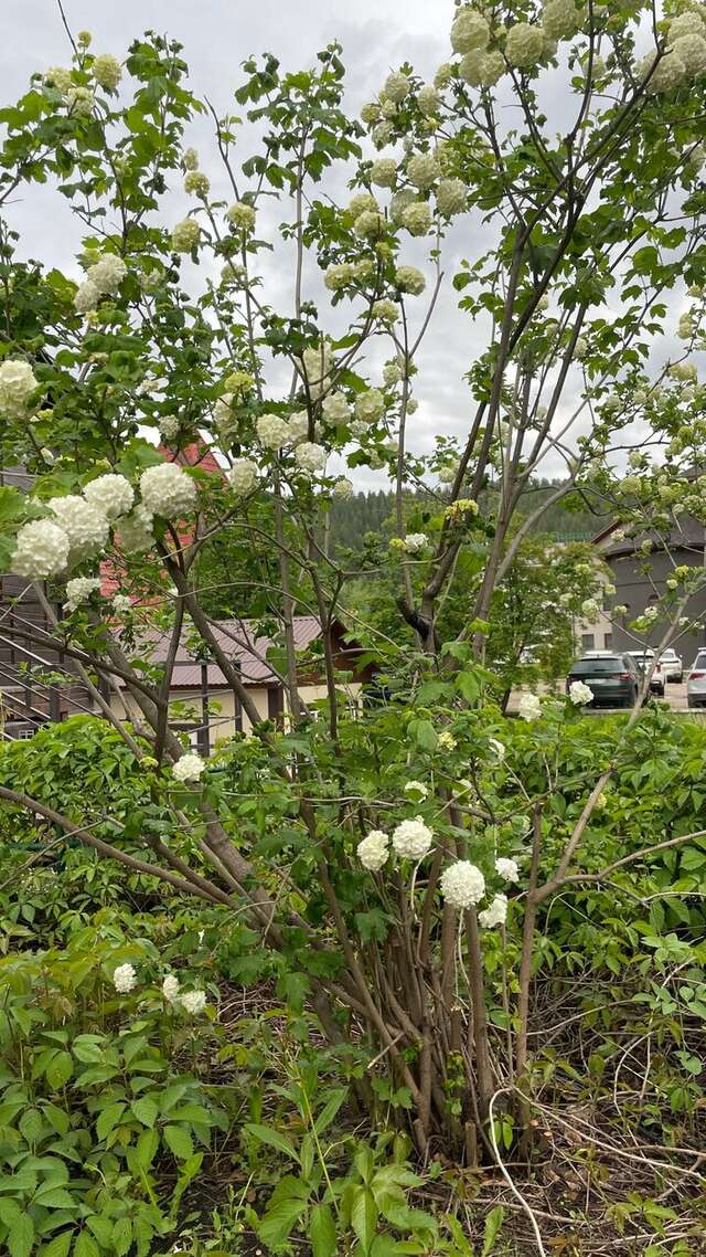 Гостиница Эхо Белокуриха-144